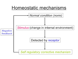 Chapter 12 Homeostasis Lesson 1 The Need For Homeostasis