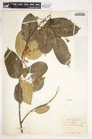 Image result for Oncinotis