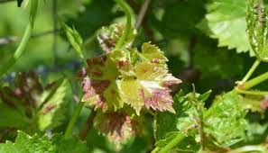 I have one garden that gets steady continuous westerly breezes off the lake. Soil Fungus 101 Identify Treat And Prevent Common Fungus Whyfarmit Com