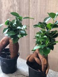 Image result for Fuirena microcarpa