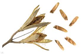 Image result for Kotschya ochreata