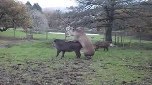Tapir mating