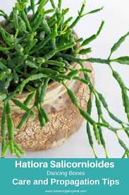 I would like to warn anyone who has or may want to buy a so called pencil cactus ( really a euphorbia). 63 Types Of Succulents With Pictures Details Care Tips