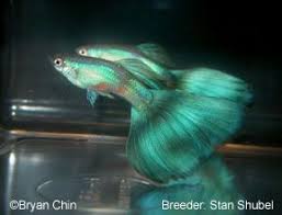 Rmga Green Guppy Guppy Guppy Fish Tropical Fish Aquarium