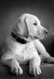 Black And White Lab Labrador Retriever Puppy Pet Photography Dog Lab Black White Bw Labrador Retriever Labrador Labrador Puppy