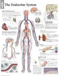 The Endocrine System Chart Wall Chart Scientific