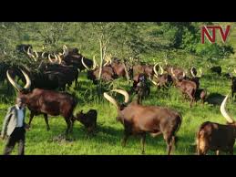Matamela cyril ramaphosa (born 17 november 1952) is a south african politician serving as president of south africa since 2018 and president of the african national congress (anc) since 2017. On The Farm Tips On Getting The Best Out Of Ankole Cattle Youtube