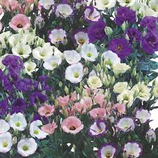 Image result for eustoma lisianthus in garden