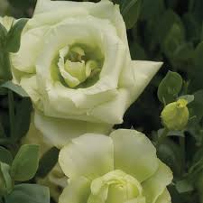 Image result for eustoma flamenco