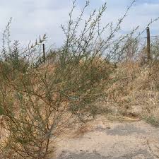 Image result for Sericorema