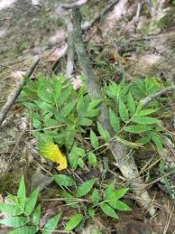 Image result for Oplismenus hirtellus