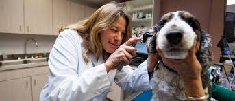 Carmel pet wellness clinic exists to provide carmel pets comprehensive veterinary services and unmatched, compassionate care. Carmel Valley Veterinary Hospital