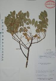 Image result for Ateleia herbert-smithii