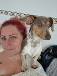 Smoking hot 4-week-old piebald dachshund puppy