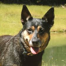 Check spelling or type a new query. Elfinvale Stud Kelpies Home Facebook