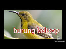 Maybe you would like to learn more about one of these? Kecantikkan Burung Kelicap Buat Sarang Dalam Rumah Youtube