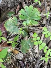 Image result for Actiniopteris radiata