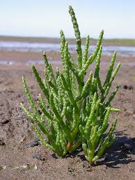 Image result for Sarcocornia natalensis