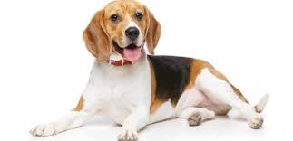 Beagle Cinsi Kopek Bakimi Ve Ozellikleri
