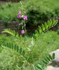 Image result for Tephrosia aequilata