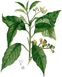 Image result for Solanum grossidentatum