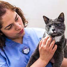 I started having real problems eating and swallowing in 2000, about 15 years after i received chemotherapy and radiation for stage iii nasopharyngeal carcinoma (a rare type of throat cancer). Common Cat Diseases Aspca