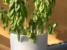 While basil leaves are easy to care for, they are also sensitive plants. How To Keep A Supermarket Basil Plant Alive Abc Everyday