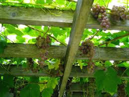 Image result for pruning grapes on a pergola