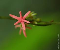 Image result for Artabotrys likimensis