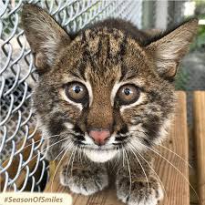 The good thing with cars is that mechanically they don't change much from model to model s. Amazon Com Without Intervention This Wild Young Bobcat Facebook