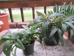 Image result for Ledebouria