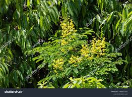 Image result for Caesalpinia decapetala