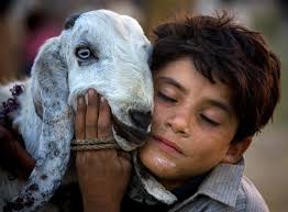 Camel qurbani 2016 in lahore. The Beautiful Story Of Hajj Qurbanieman Channel