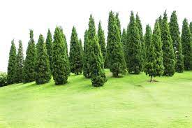 Eastern white pine (pinus strobus l.) holds the title of the tallest native conifer in the northeast. How Long Does It Take A Pine Tree To Grow