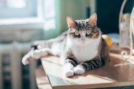 Cat skin problems you shouldn't ignore. Heat Stroke In Cats Symptoms Treatment And Prevention Catster