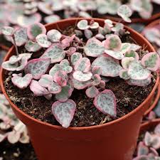 Image result for Ceropegia schultzei