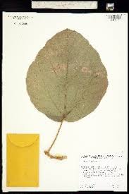 Image result for Ficus oreodryadum