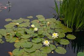 Plant the seedling to the side of the container and cover it up to the top of its root ball with soil. Tips For Growing Water Lilies Horticulture