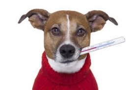 Même si le rhume peut apporter une. Un Chien Avec Une Truffe Chaude A T Il De La Fievre