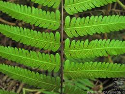 Image result for Christella hispidula