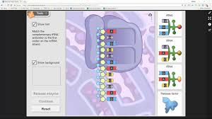 Follow the instructions to go through the simulation. Rna Protein Synthesis Gizmo Activity B Youtube