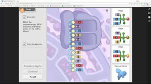Biology cp study guide (dna, rna, & protein synthesis) answer key. Rna Protein Synthesis Gizmo Activity B Youtube