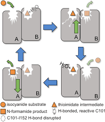 He led a handful of unsuccessful campaigns against wu, but he is best known for his betrayal against wei. Cysteine Modification Can Gate Non Equilibrium Conformational Dynamics During Enzyme Catalysis Biorxiv