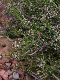 Image result for Limeum aethiopicum