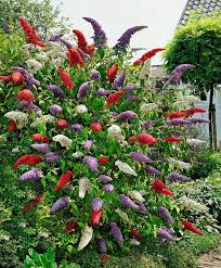 Schmetterlingsflieder3 Sorten Pflanzen Moderner Garten Garten Bepflanzen