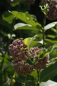 Image result for Asclepias graminifolia