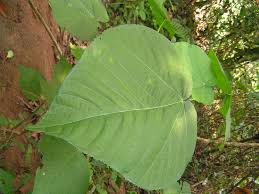 Image result for Neoboutonia