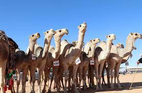 A married couple from texas have been charged with assaulting u.s. Do You Like Camels To Contrive Jive