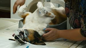 Asukohta kaardil vet to pet bandung. The Cat Lies On The Stock Footage Video 100 Royalty Free 32586475 Shutterstock
