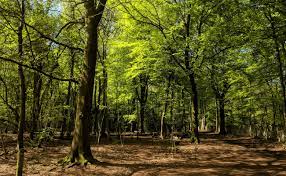 Plan the perfect getaway in the great outdoors, enjoy the scenery and wilderness, and soak up the adventure. Leigh Woods Dog Walk Easy Woodland Walk Wanderers Of The World